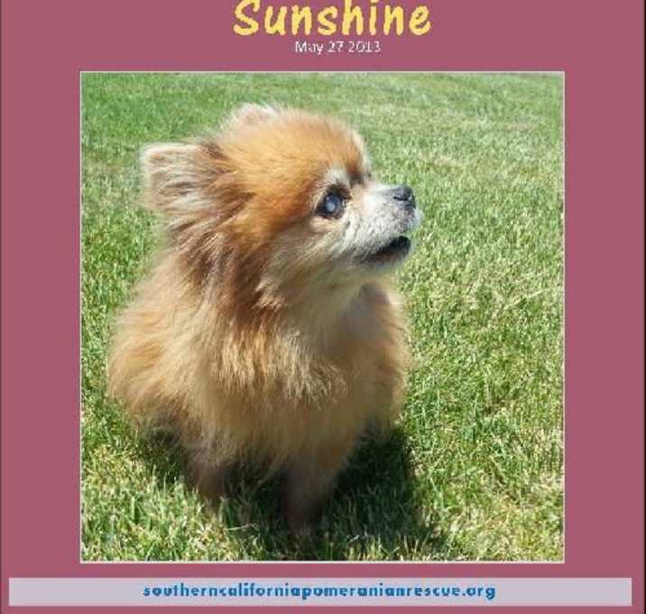 Photo of Sunshine