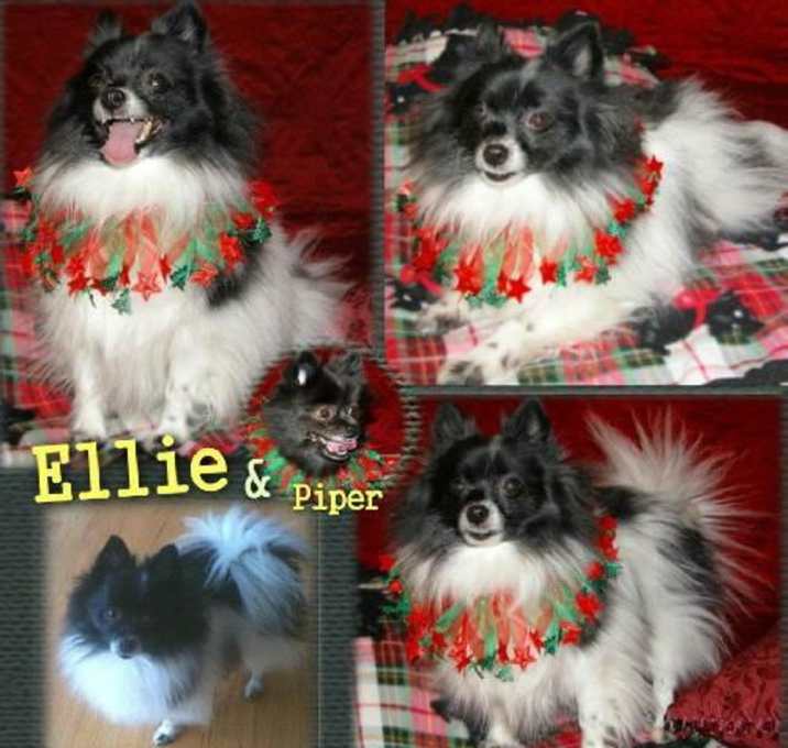 Photo of Ellie & Piper