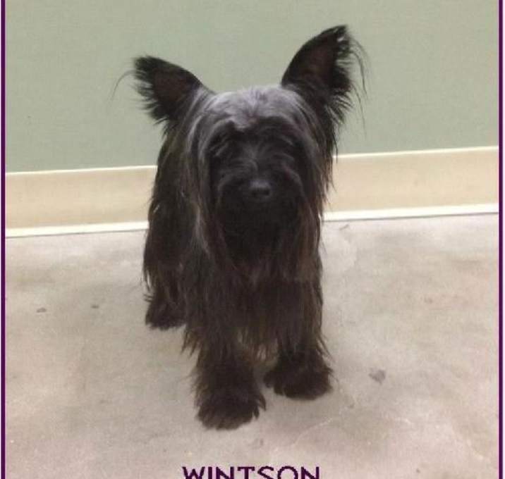 Photo of Winston