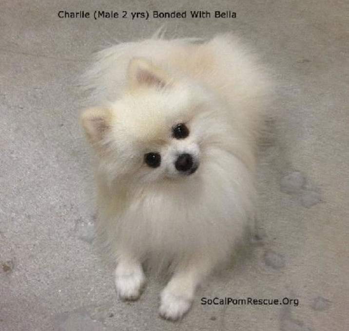 Photo of Charlie and Bella