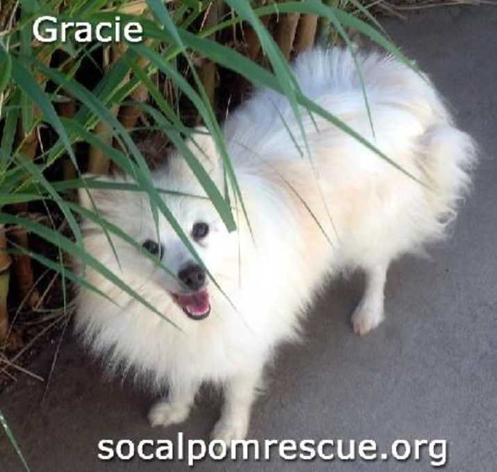 Photo of Gracie