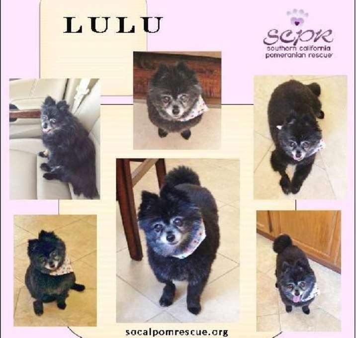 Photo of Lulu