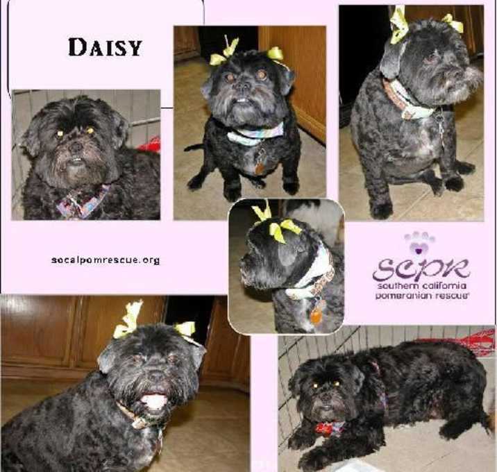 Photo of Daisy