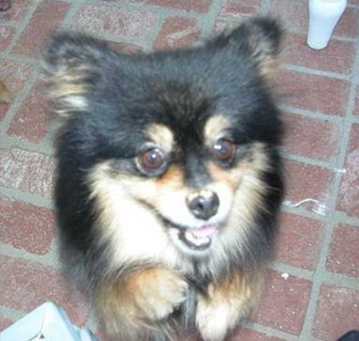 Photo of Luna