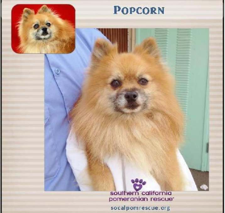 Photo of Popcorn