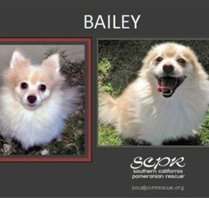 Photo of Bailey