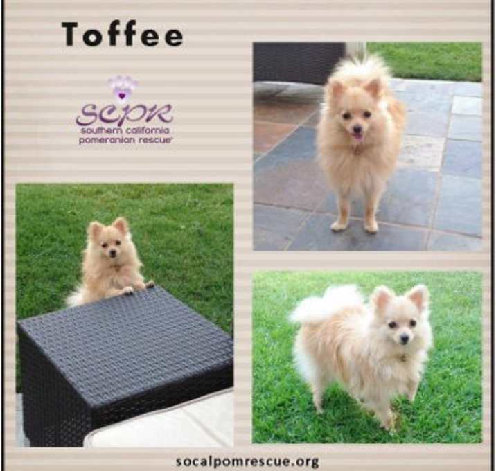 Photo of Toffee