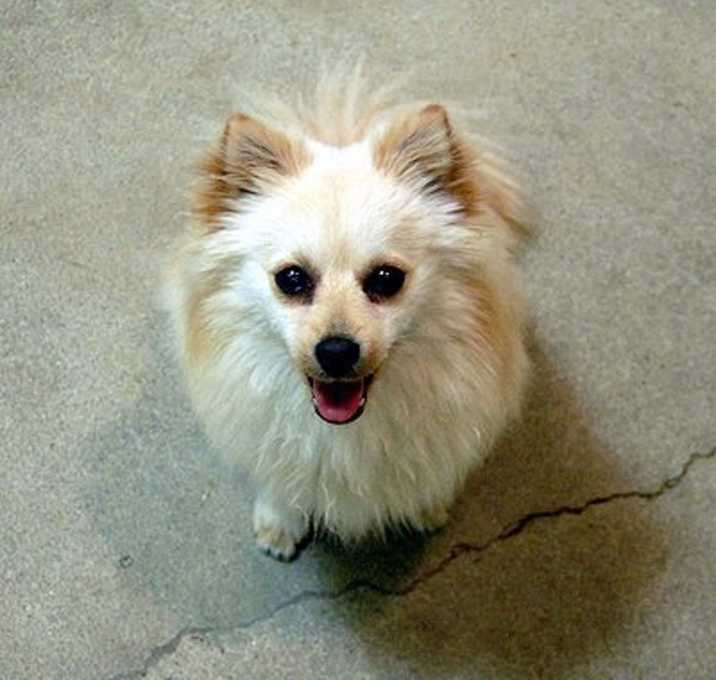 Photo of Sparky