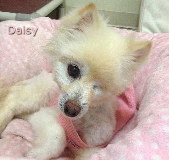 Photo of Daisy