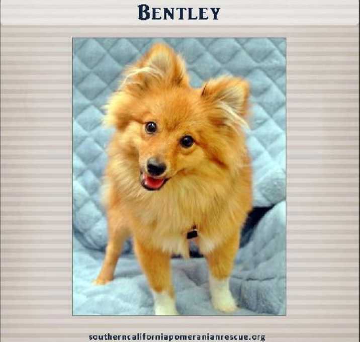 Photo of Bentley