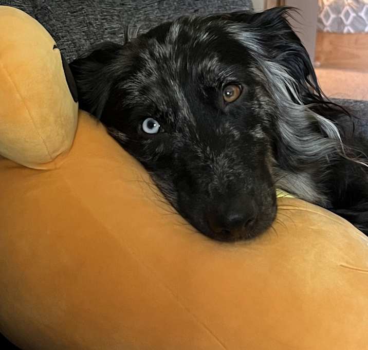 Photo of Ollie