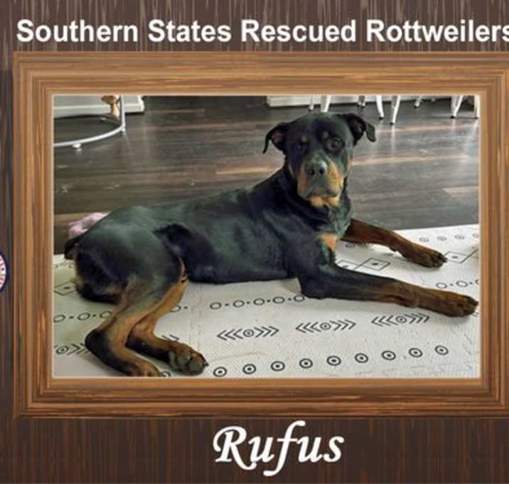 Photo of Rufus