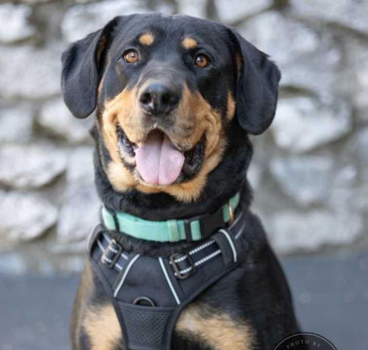 Photo of Butch