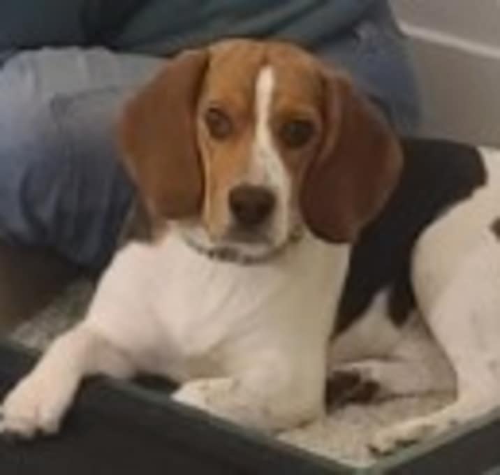 Photo of Juno