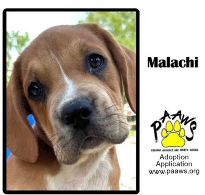 Photo of Malachi