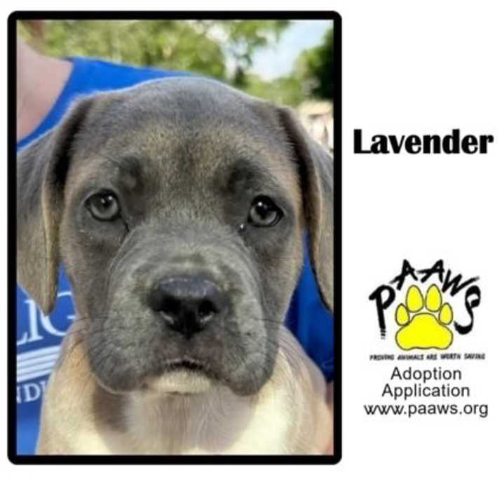 Photo of Lavendar