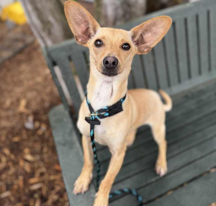 Photo of Frito