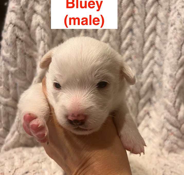 Photo of Bluey  - dotti litter