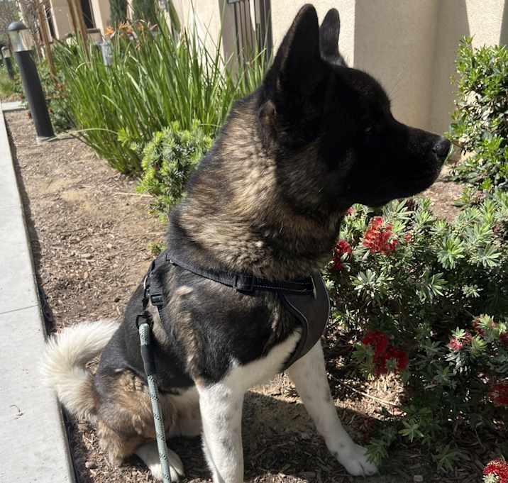 Photo of Ace