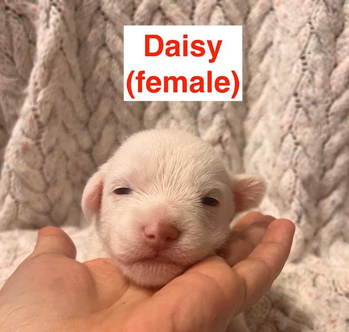 Photo of daisy dottie's litter