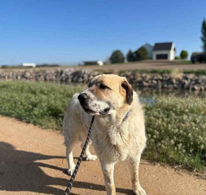 Photo of Ralphie