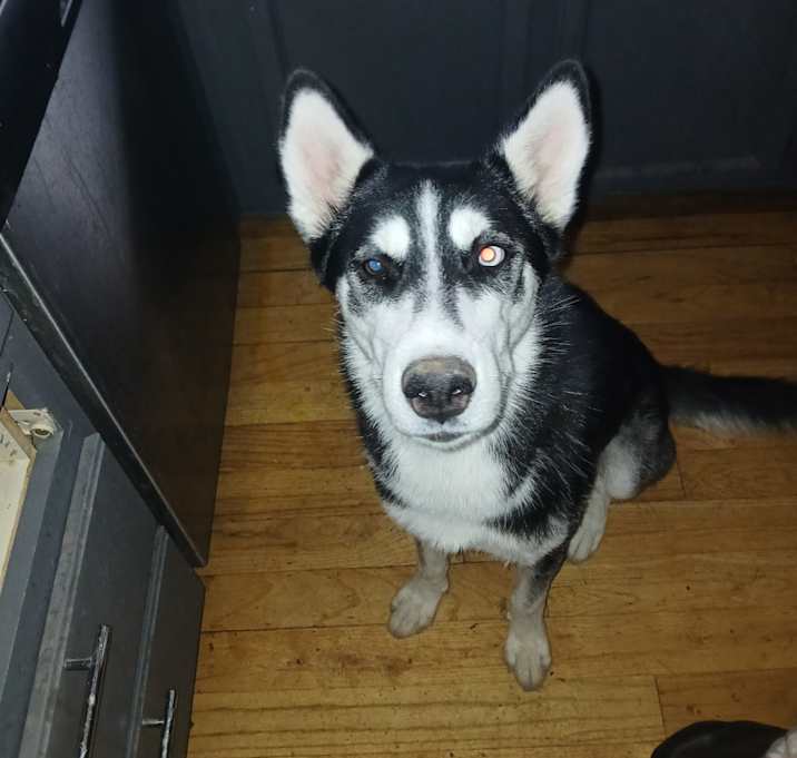 Photo of Shadow