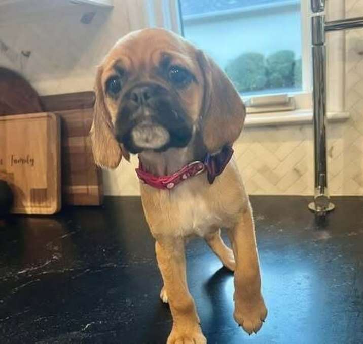 Photo of Cocker Pugs: Millie