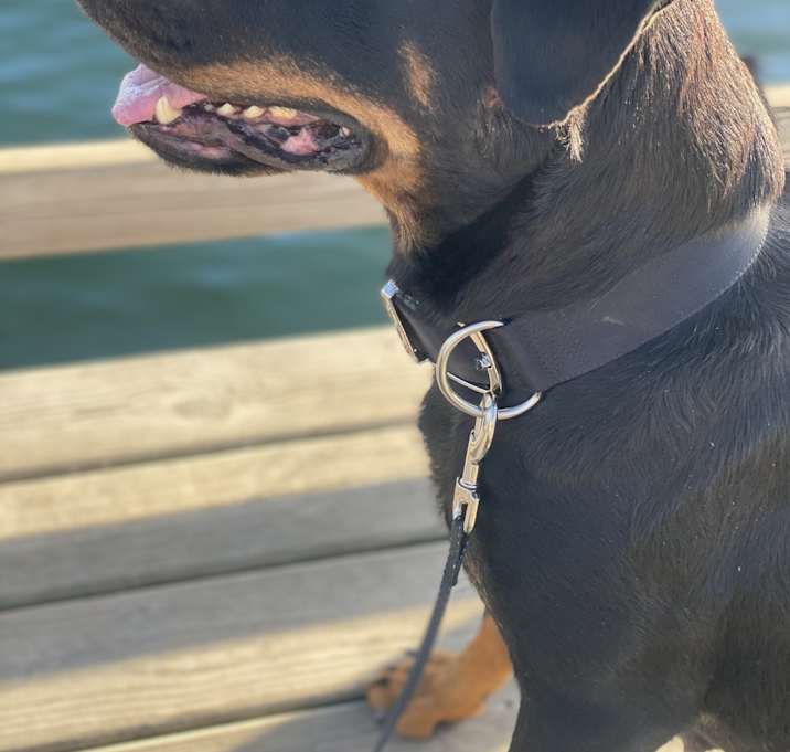 Photo of Roxy