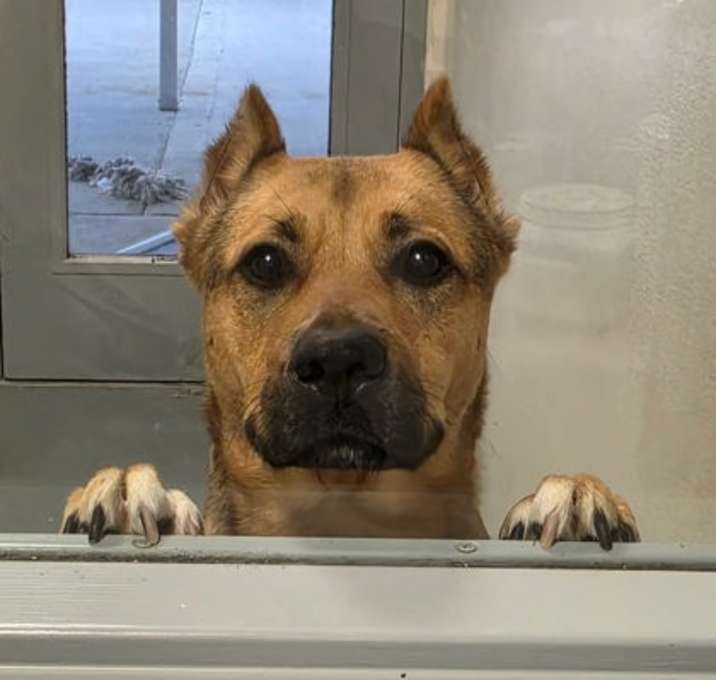 Photo of Gertie