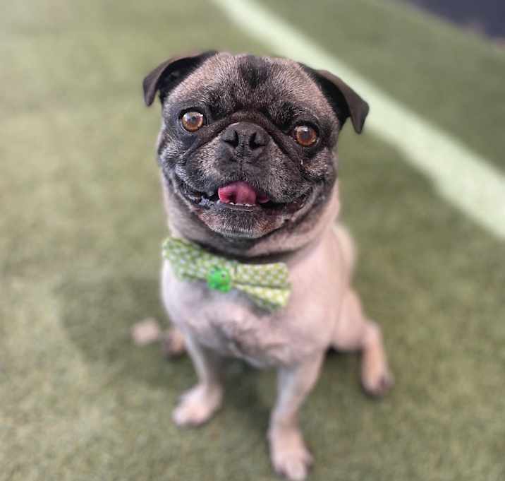 Photo of Hercules