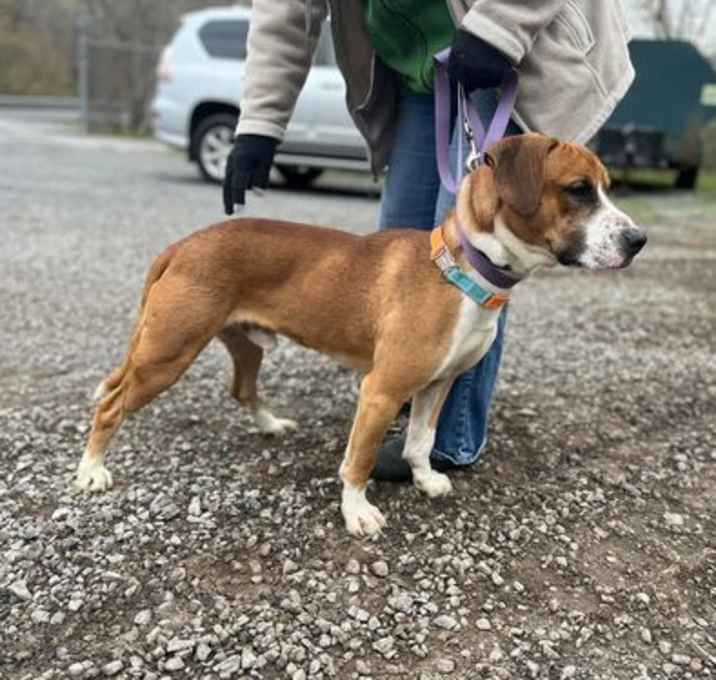 Photo of Rubble (2yo, 46lbs)