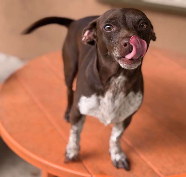 Photo of Brownie