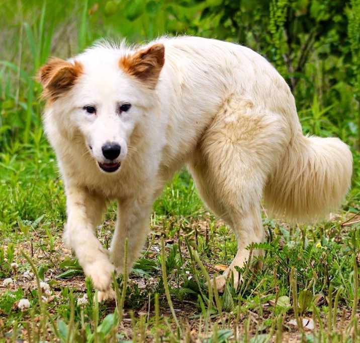 Photo of Odin