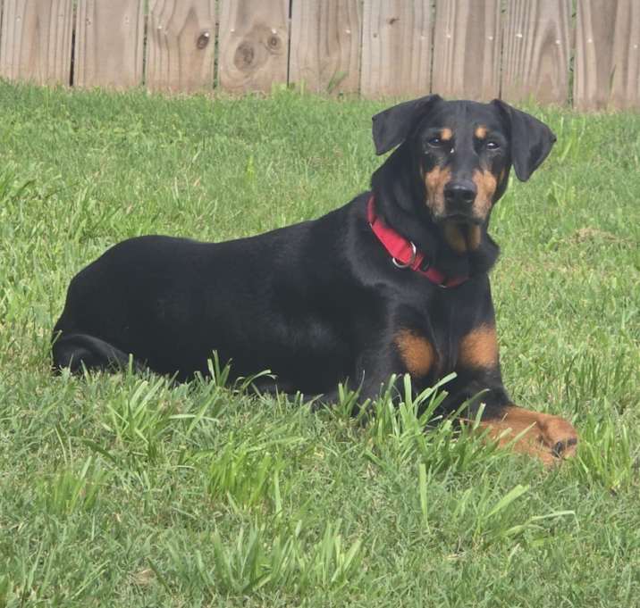 Photo of Shelby