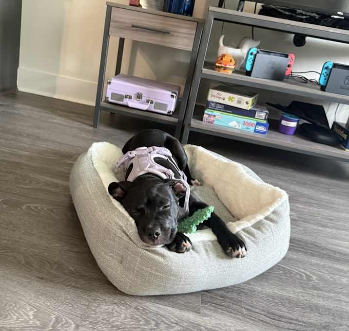 Photo of Willow