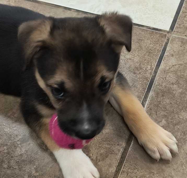Photo of Bentley