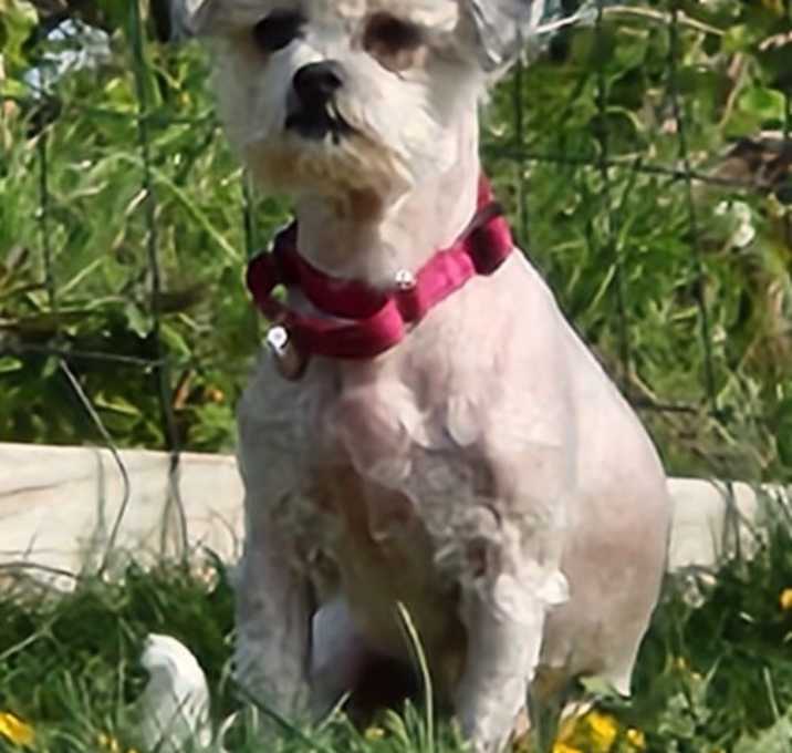 Photo of Dahlia