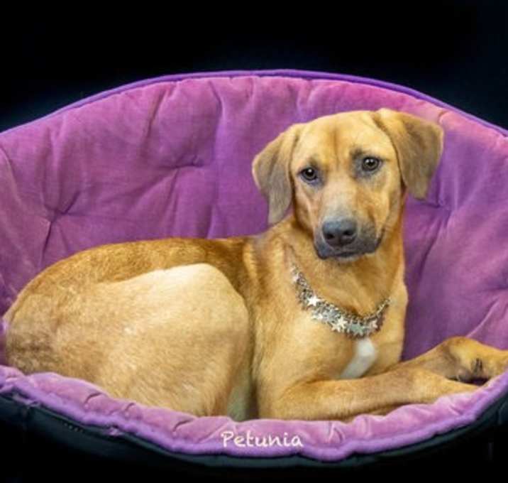 Photo of Petunia