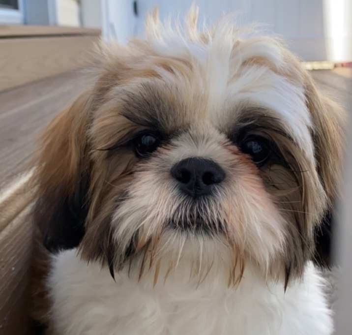 Photo of Kai