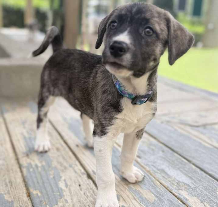 Photo of Brinley