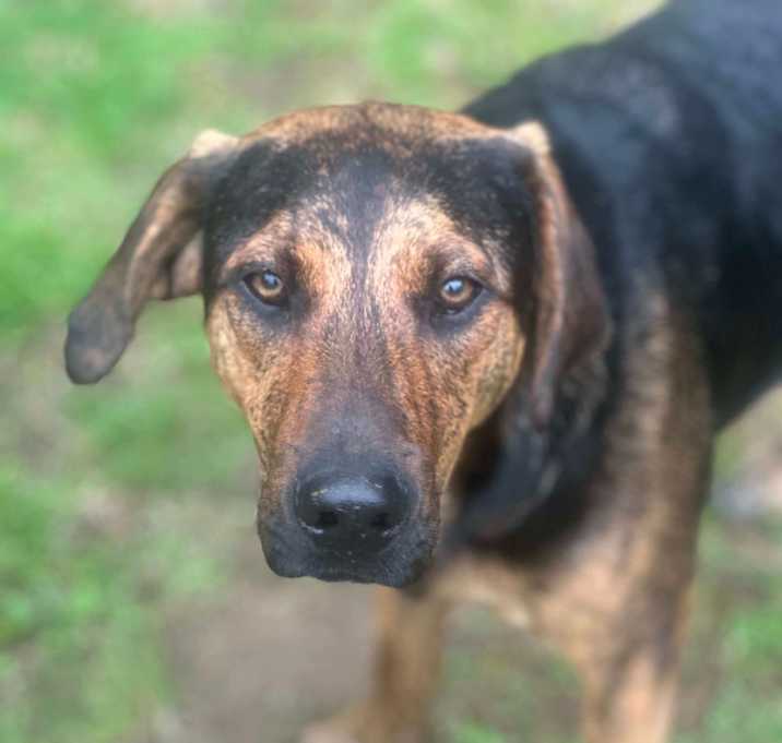 Photo of WOODY