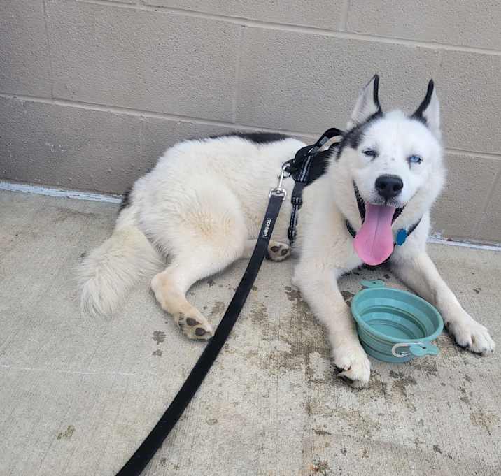 Photo of Duke - PENDING
