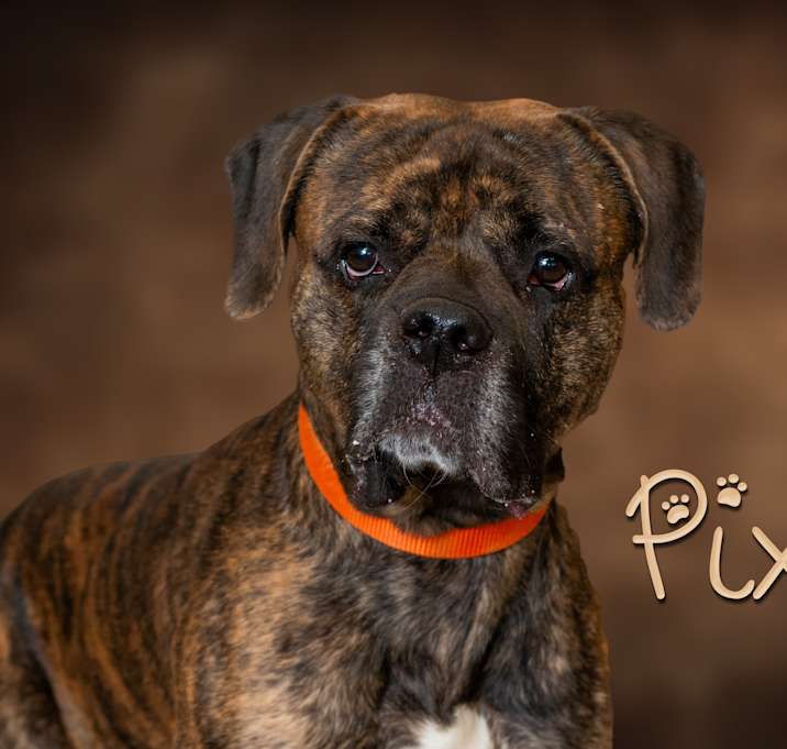 Photo of Pixel