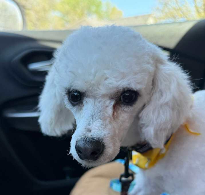 Photo of Ollie