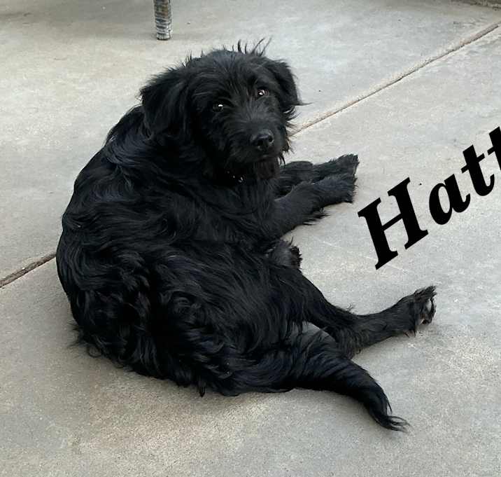 Photo of Hattie