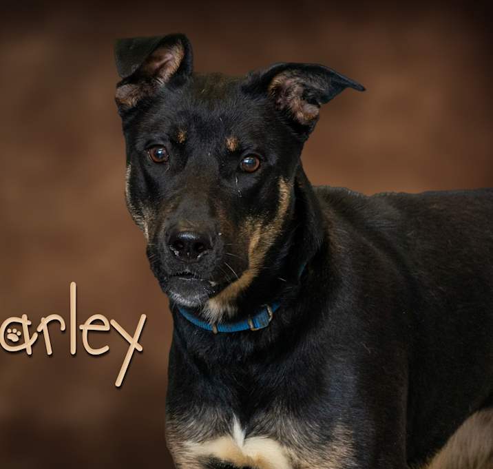 Photo of Harley