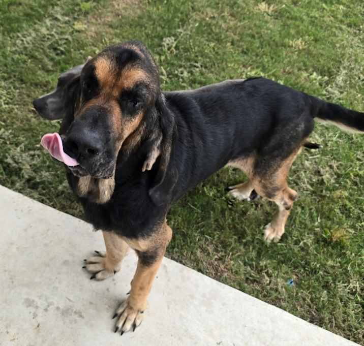 Photo of Hank