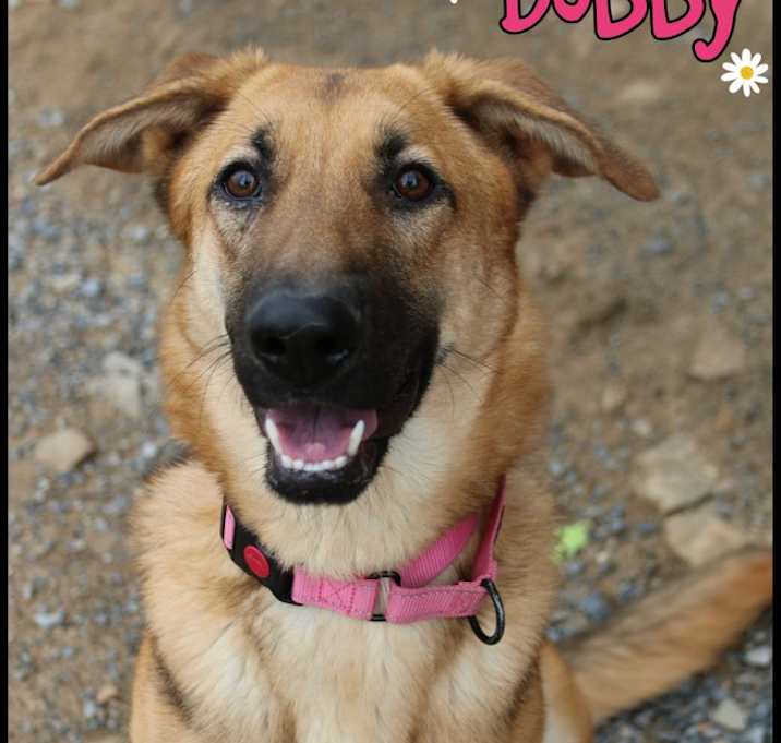 Photo of Dobby