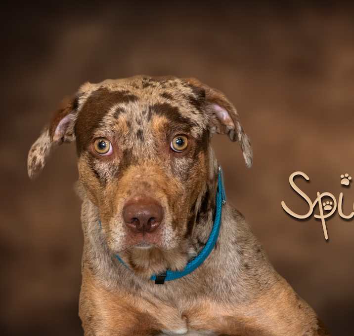 Photo of Spice