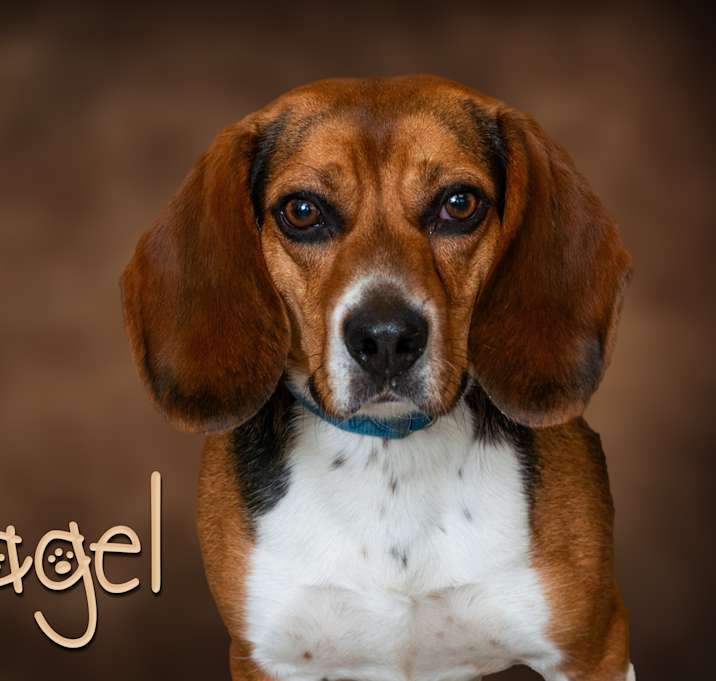 Photo of Bagel